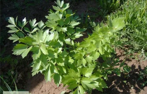 Продается любисток аптечный - 50 грамм