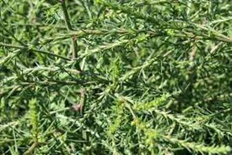 Солянка холмовая (курай) в продаже, 50 грамм