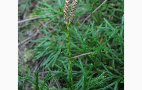 Продается плаун сплюснутый