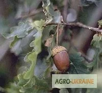 Пропонується кора дуба