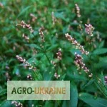 Продажа водяного перца, трава 100 грамм