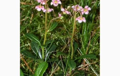 Зимолюбка трава купити
