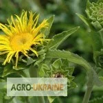 Корінь оману у продажу