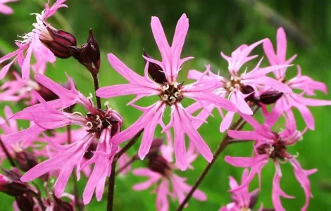 Горицвет коронарія – продаж 100 грамів