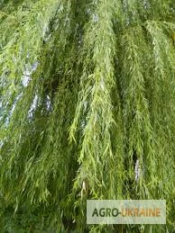 Ива белая кора – лечебное растение