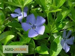 Барвінок малий – продаж сушеної трави