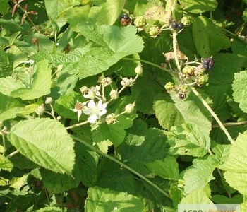 Продажа сухих побегов ожины