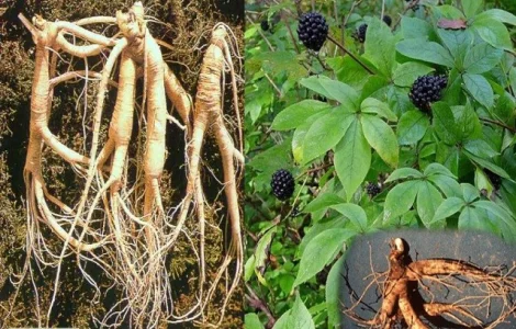 Корінь елеутерокока у продажу