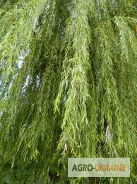 Продажа коры вербы