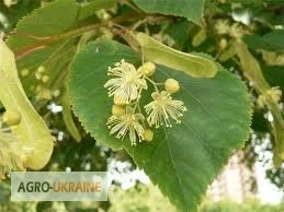 Продается листва липы