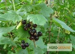 Продается черная смородина - листья для здоровья