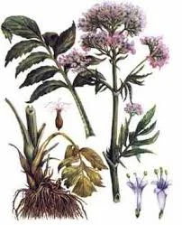 Валериана – продажа высшего качества