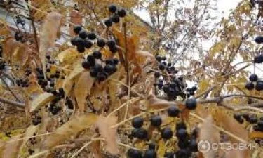 Амурський бархат: ягоди на продаж