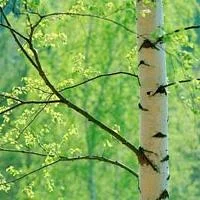 Кора берези для лікувальних цілей