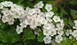 Сухий цвіт глоду – 100 грамів