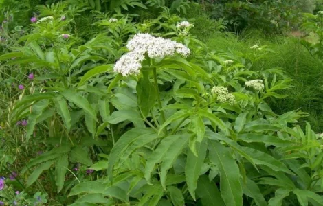 Бузина травяниста - лекарственная трава 100 грамм