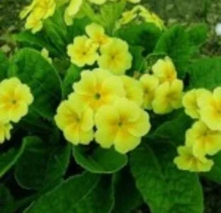 Примула весняная - первоцвет для здоровья