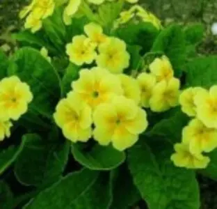 Примула весенняя первоцвет