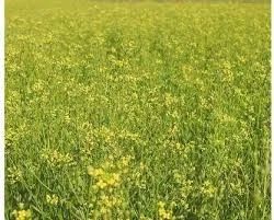 Сухе насіння рижію, лікарська рослина, 100 грамів