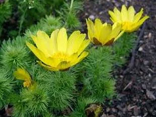 Алонис весняний – лікарська трава в упаковці 50 грамів