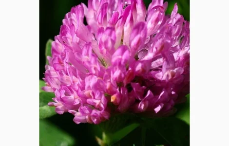 Экстракт красного клеверa для здоровья