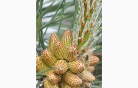 Купим сосновую и березовую почку по Украине дорого