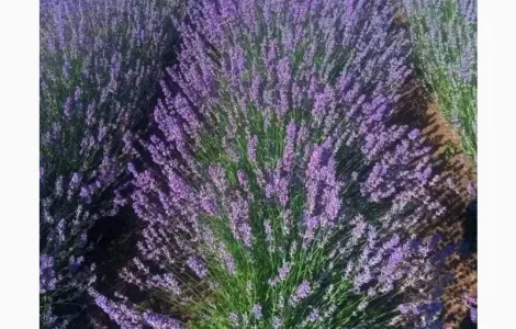 Продаются кусты лаванды фиолетового цвета
