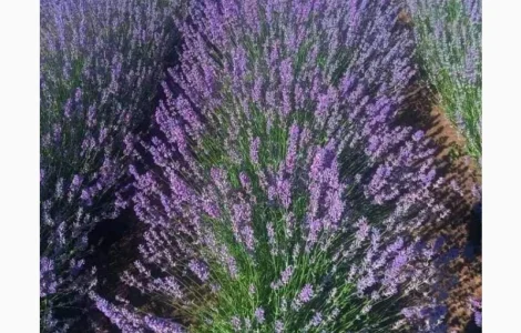 Английская узколистная лаванда в продаже
