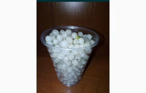 Ягоды белой омелы