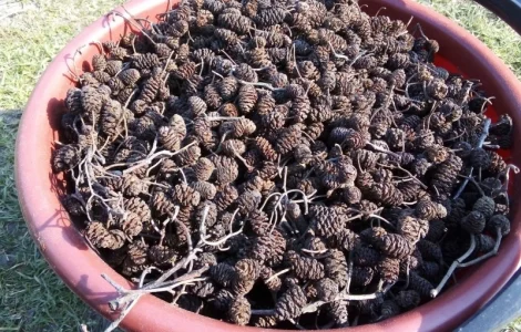 Шишки вольхи на продажу