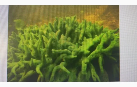 Куплю бадягу речную губку по договорной цене