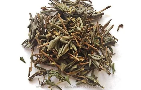 Чайный куст Саган Дайля из Китая