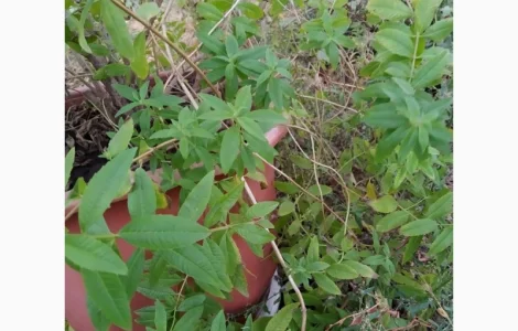 Вербена лимонная - ароматное растение