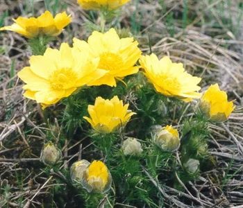 Настоянка Адонісу (Горицвіту) для здоров'я