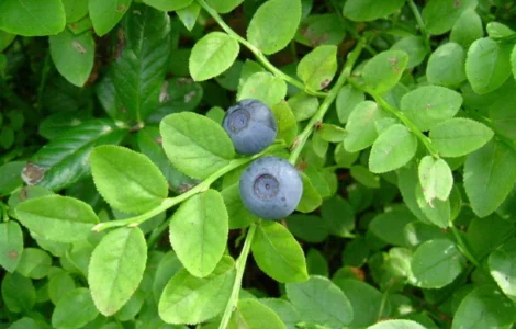 Продаються листя чорниці