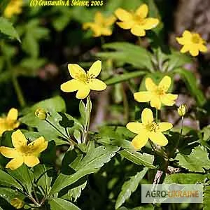 Ветреница лютиковая – уникальное лекарственное растение