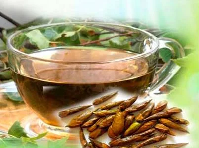 Настойка березовых почек на меду для здоровья