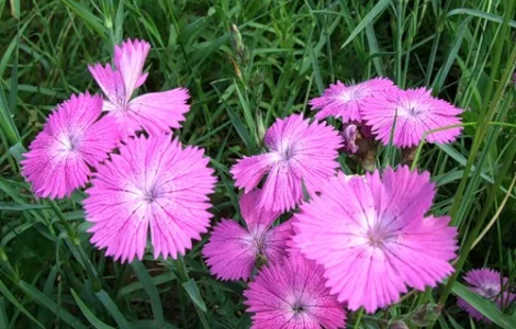 Настойка маточной гвоздики для здоровья женщин и мужчин