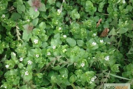 Сок мокрицы – лечебные свойства и применение