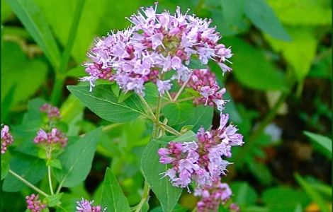 Продается душица (материнка) - полезные свойства и применение