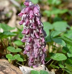 Настойка Петрова креста — натуральный помощник для здоровья