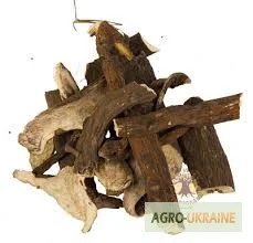 Корень пиона уклоняющегося - лечебные свойства