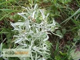 Сушениця болотна - природний лікувальний засіб