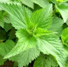 Сок крапивы весенней – натуральный источник здоровья