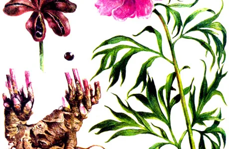 Настоянка з Мар'яного кореня для здоров'я