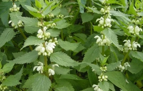 Сок яснотки белой – природное средство для здоровья