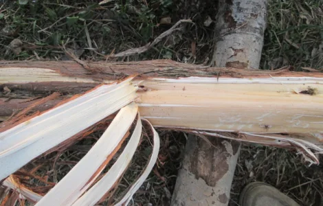 Кора можжевельника, Карпат, эко натур Juniperus communis