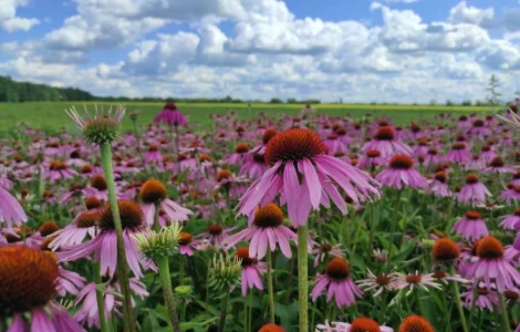 Продажа семян эхинацеи пурпурной