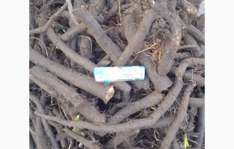 Продается живокост - Окопник