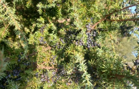 Продам Можжевельник Ялівець